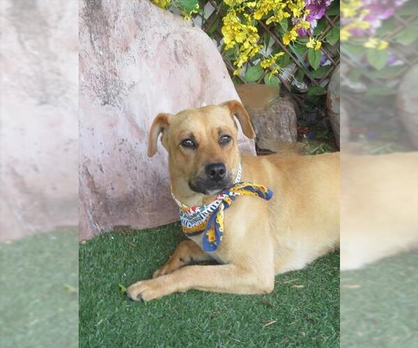 Medium Photo #2 Black Mouth Cur-Unknown Mix Puppy For Sale in Oklahoma City, OK, USA