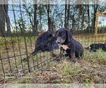 Small #5 Catahoula Leopard Dog