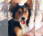 Small Mutt
