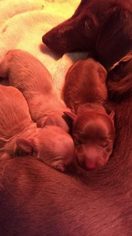 Mother of the Dachshund puppies born on 11/15/2017