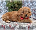 Small Photo #3 Cavapoo Puppy For Sale in LANCASTER, PA, USA