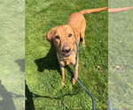 Small #2 Labrador Retriever Mix