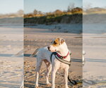 Small Photo #3 Bull Terrier-Pointer Mix Puppy For Sale in Oakhurst, NJ, USA