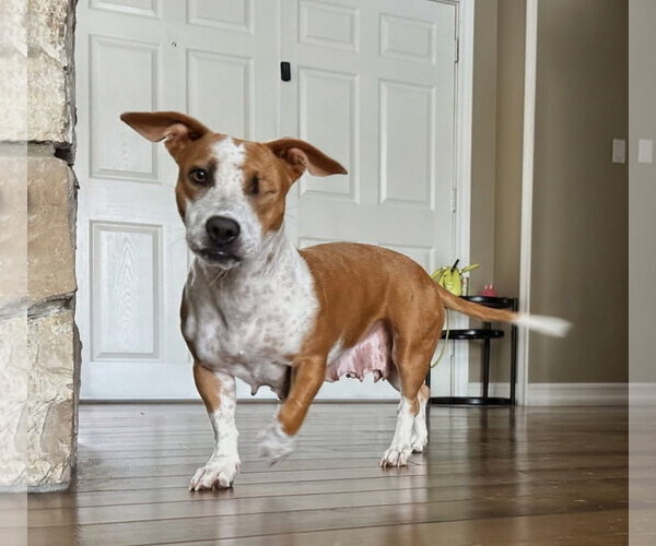 Medium Photo #5 Mutt Puppy For Sale in San Diego, CA, USA