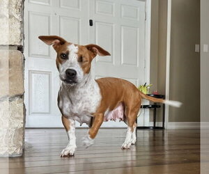 Emma - Momma - Female Mutt Dog for Adoption - Photo #5