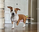 Small Photo #5 Mutt Puppy For Sale in San Diego, CA, USA
