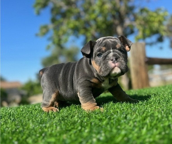 Medium Photo #1 English Bulldog Puppy For Sale in LOS ANGELES, CA, USA