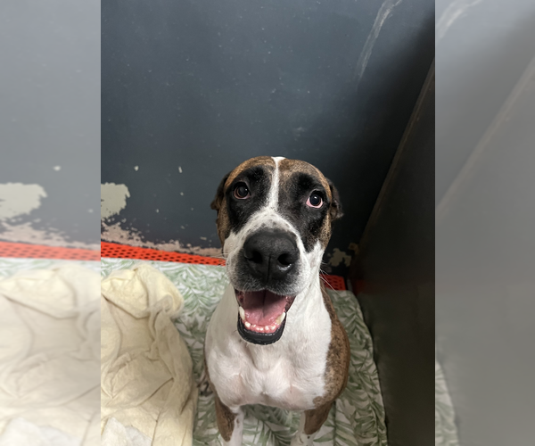 Medium Photo #2 Great Dane-Unknown Mix Puppy For Sale in Miami, FL, USA