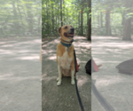 Small #1 Great Pyrenees Mix
