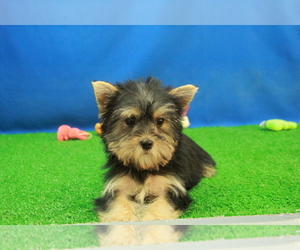 Morkie Puppy for sale in HICKORY, NC, USA