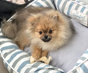 Medium Pomeranian