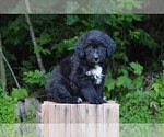 Puppy 5 Bernedoodle