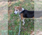 Small #10 Beagle