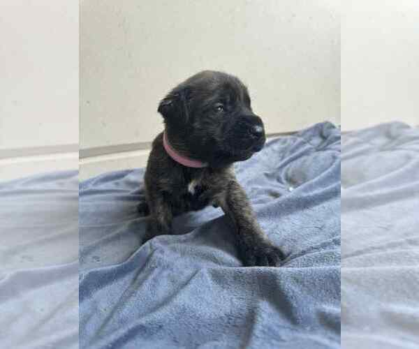 Medium Photo #4 Mastiff Puppy For Sale in ONEIDA, TN, USA