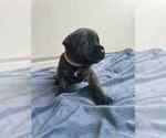 Small #1 Mastiff