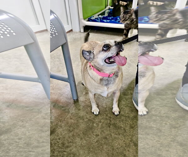 Medium Photo #3 Chihuahua-Unknown Mix Puppy For Sale in Estherville, IA, USA