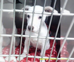 Mutt Dogs for adoption in Oklahoma City, OK, USA