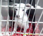A480538 - Female Mutt Dog for Adoption - Small photo