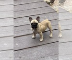 Puppy Johnny French Bulldog