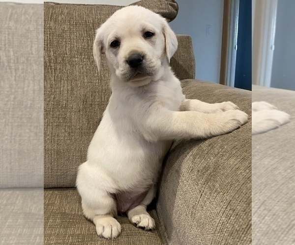 Medium Photo #1 Labrador Retriever Puppy For Sale in BARNEVELD, WI, USA