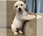 Small Labrador Retriever