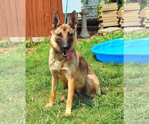 German Shepherd Dog-Unknown Mix Dogs for adoption in Wetumpka, AL, USA