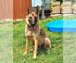 Small German Shepherd Dog Mix