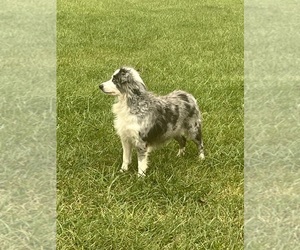 Australian Shepherd Puppy for sale in PEEBLES, OH, USA