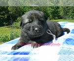 Small #3 German Shepherd Dog