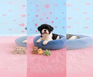 Candy - Female Shih Tzu Dog for Adoption - Photo #2