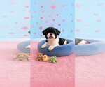 Small Photo #2 Shih Tzu Puppy For Sale in Weston, FL, USA