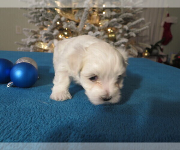 Medium Photo #3 Maltese Puppy For Sale in OCALA, FL, USA