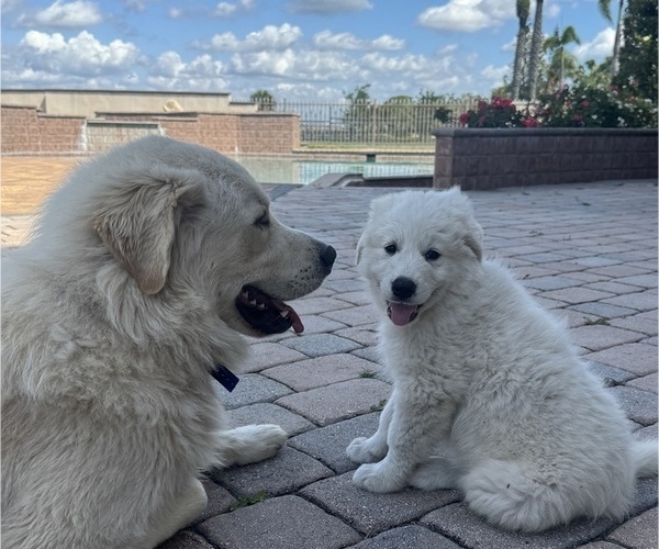 Medium Photo #3 Great Pyrenees Puppy For Sale in ORMOND BEACH, FL, USA