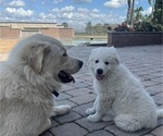 Small #2 Great Pyrenees