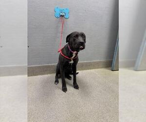 Mutt Dogs for adoption in Las Vegas, NV, USA