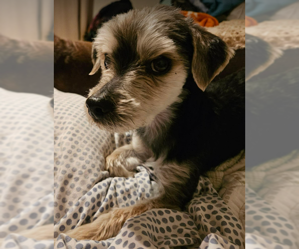 Medium Photo #1 Mutt Puppy For Sale in Cranston, RI, USA