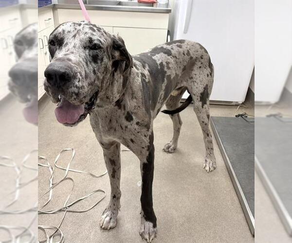 Medium Photo #1 Great Dane-Unknown Mix Puppy For Sale in HESPERIA, CA, USA