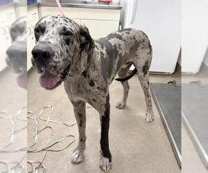 Great Dane-Unknown Mix Dogs for adoption in HESPERIA, CA, USA