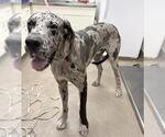 A128530 - Male Great Dane-Unknown Mix Dog for Adoption - Small photo