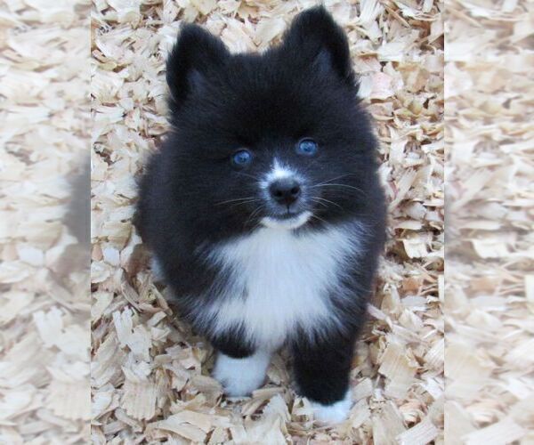 Medium Photo #6 Huskimo Puppy For Sale in SEBRING, FL, USA