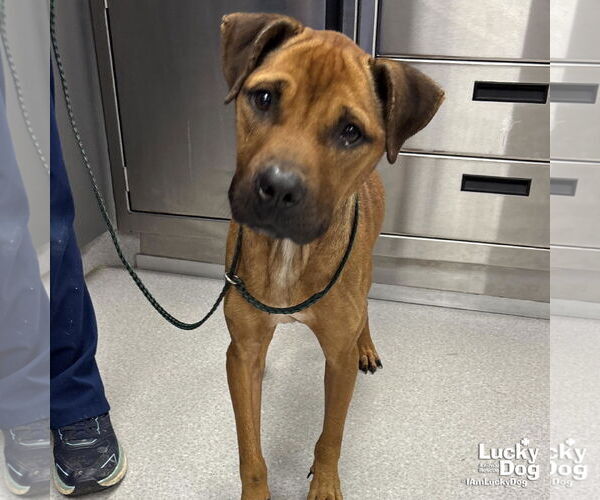 Medium Photo #4 Mutt Puppy For Sale in Washington, DC, USA