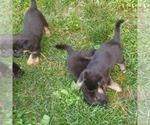 Small Photo #8 German Shepherd Dog Puppy For Sale in SAINT LOUIS, MO, USA