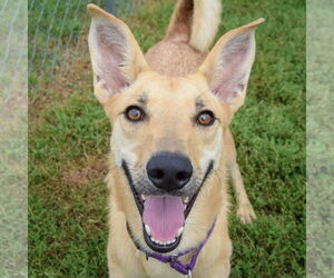 Shiba Inu-Unknown Mix Dogs for adoption in Huntley, IL, USA
