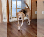 Small Photo #4 Treeing Walker Coonhound Puppy For Sale in Camden, SC, USA