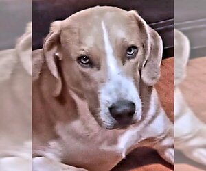 Pepsi - Male Treeing Walker Coonhound-Unknown Mix Dog for Adoption - Photo #3