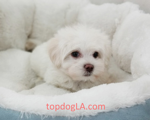Maltese Puppy for sale in LA MIRADA, CA, USA