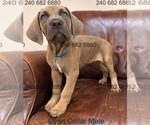 Small Photo #29 Cane Corso Puppy For Sale in LA PLATA, MD, USA