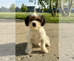 Chorkie Puppy for sale in GREENFIELD, IN, USA