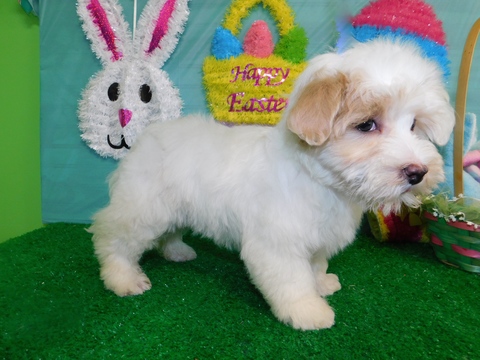 Medium Photo #1 Maltese Puppy For Sale in HAMMOND, IN, USA