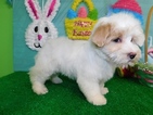 Small Photo #1 Maltese Puppy For Sale in HAMMOND, IN, USA